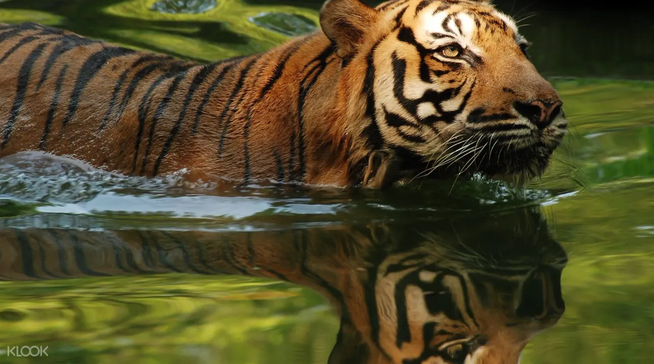 Zoo Negara Kebun Binatang Nasional Malaysia